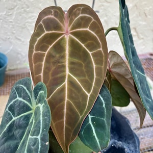 Anthurium Ace of Spades Tezula - Etsy