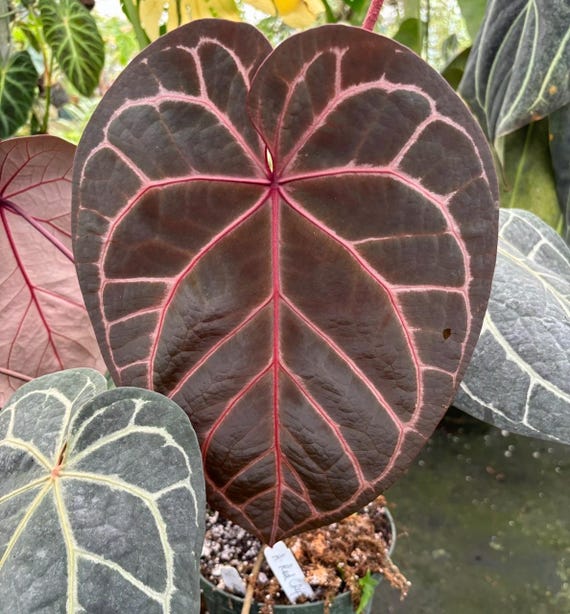 【希望者のみラッピング無料】 Crystal Red X Crystal Purple Tezula 3” Grower's - Pots その他観葉植物