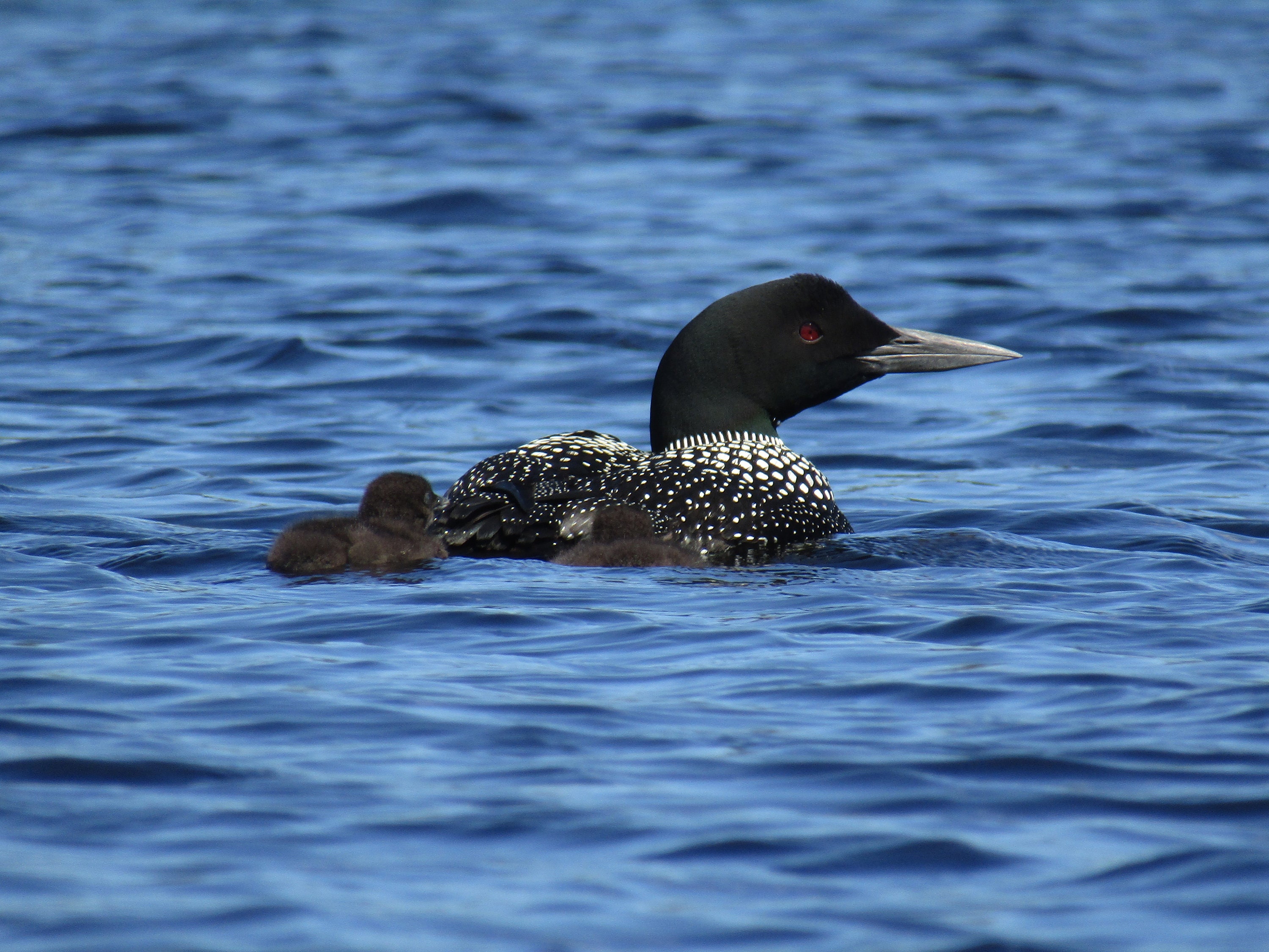 Common Loon Print | Etsy