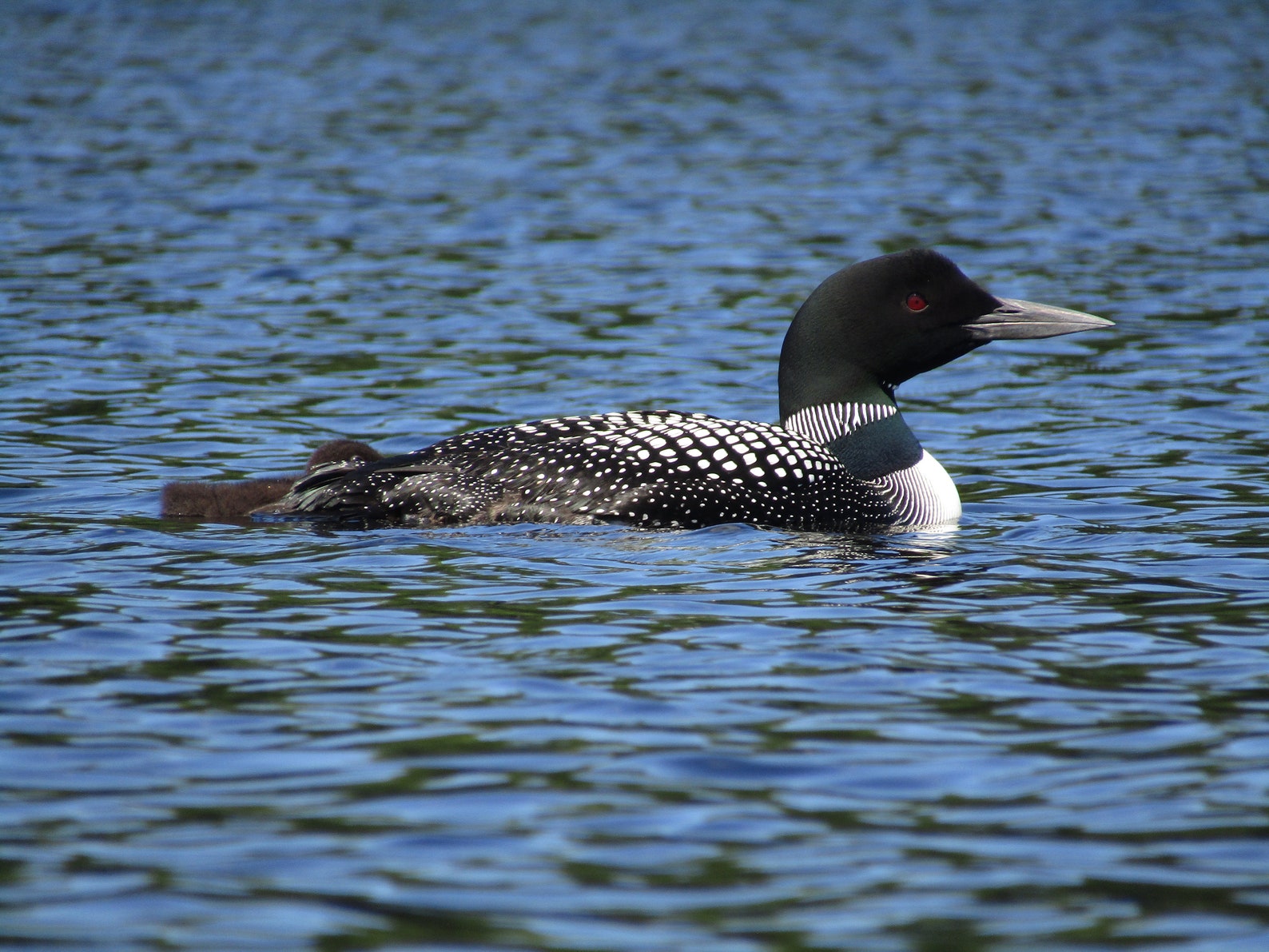 Common Loon Print | Etsy