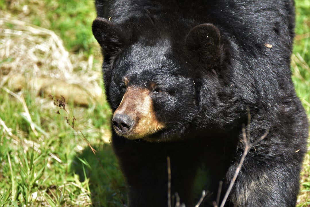 Iuru Wildlife Photo - American Black Bear - Etsy