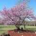 RedbudRow