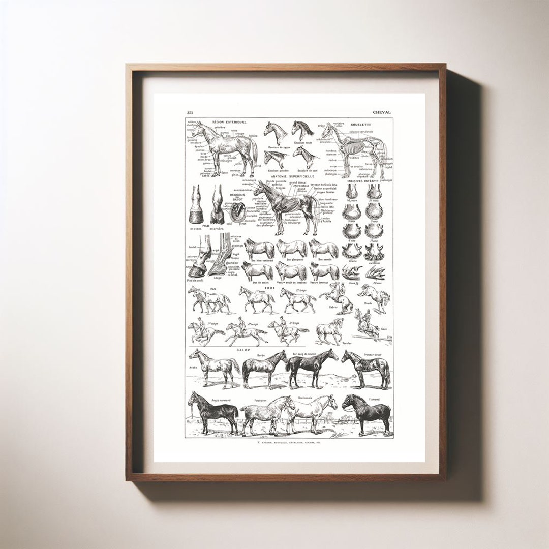 Horse Breeds & Anatomy Print Larousse Dictionary for Horse Etsy