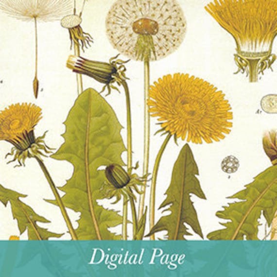Dandelion Digital Print Printable Pdf - Etsy