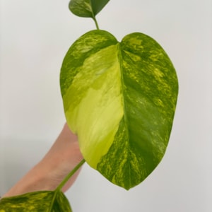 philodendron maximum Philodendron Maximum – Plant Vault Wholesale main image 0