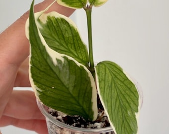 hoya nabawaensis variegated カット苗 Hoya nabawanensis (variegated