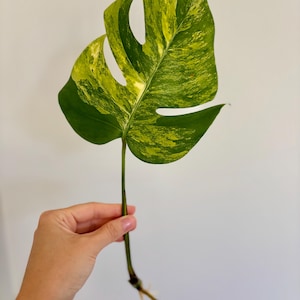 Monstera Aurea Rooted Cutting – Rare Yellow Marbled Variegation, Live Tropical Houseplant, Collector Aroid, US Seller, FREE SHIPPING