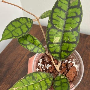 Hoya Callistophylla ‘Black Cat’ | Full Plant