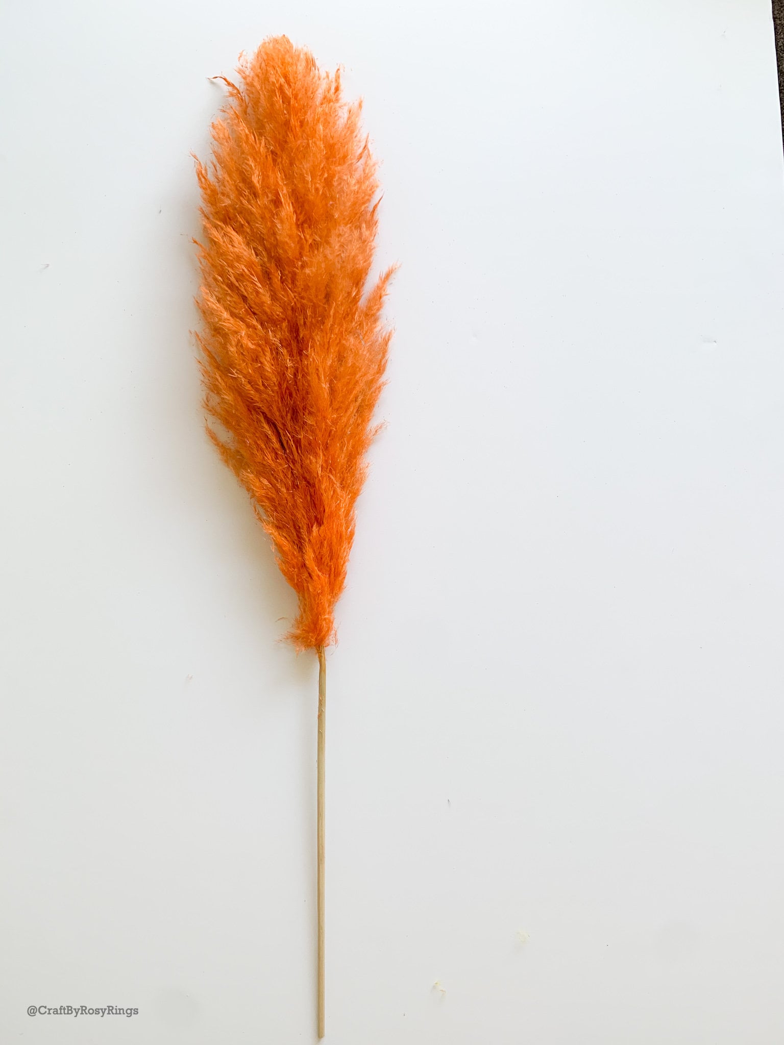 Dyed Pampas Pampas Pampas Grass Pampas Grass Etsy