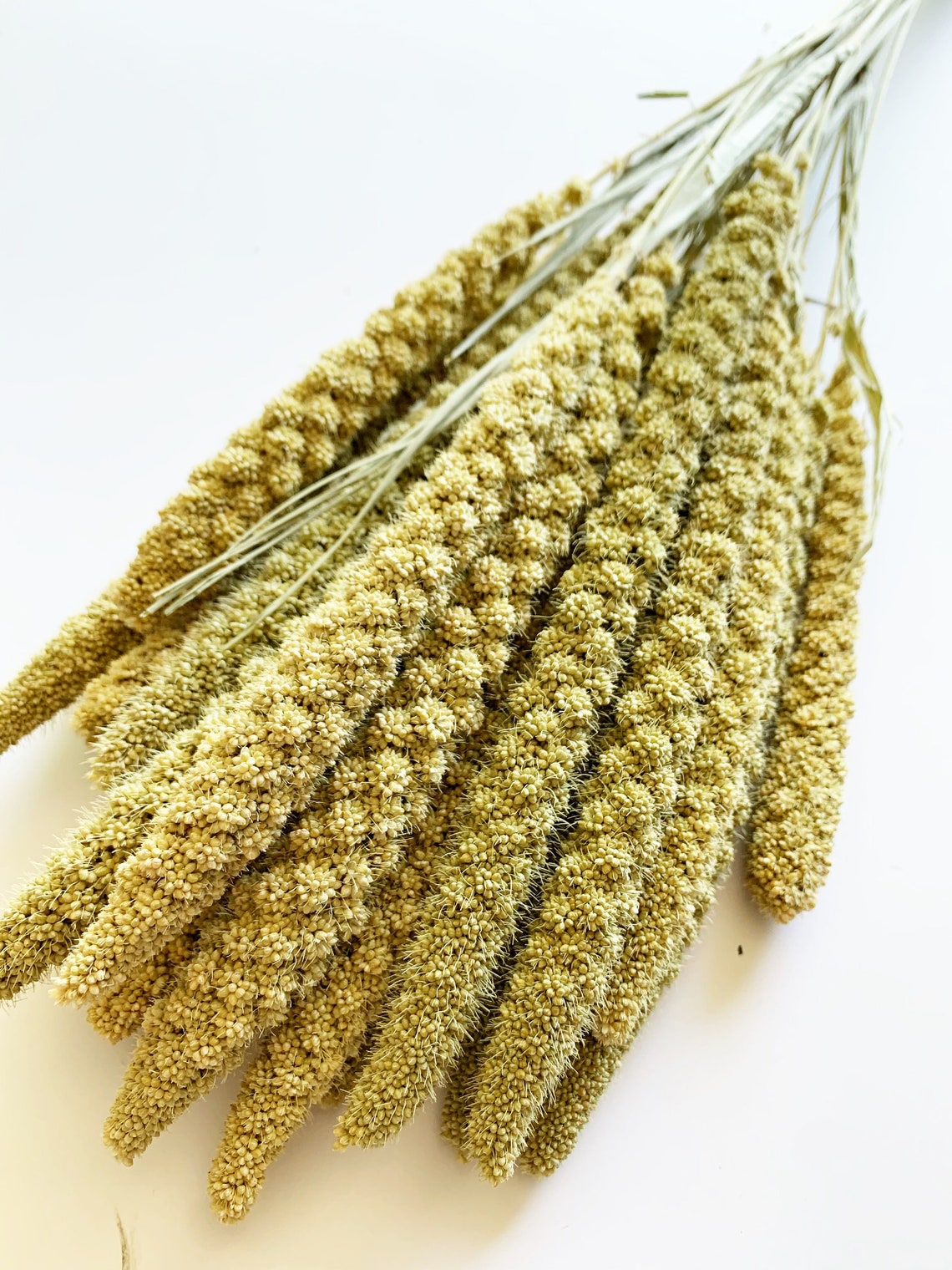 Bunch of Spray Millet Wheat Dried Wheat Preserved Millet Etsy