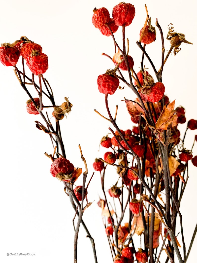Striking Natural Rosehip Bouquet Dried Red Berries Rose Etsy