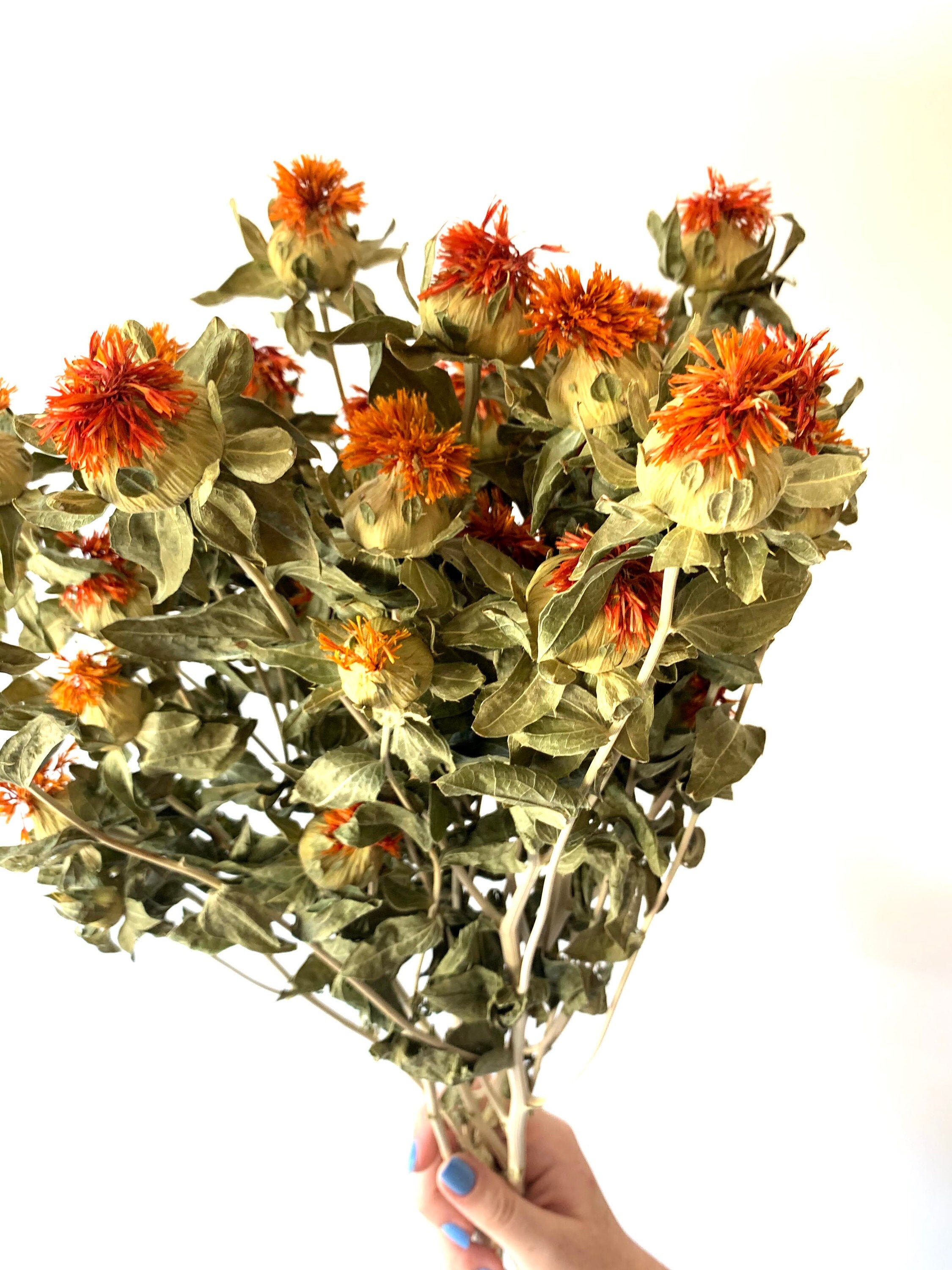 Orange Safflower Dried Bundle Orange Preserved Flower Etsy