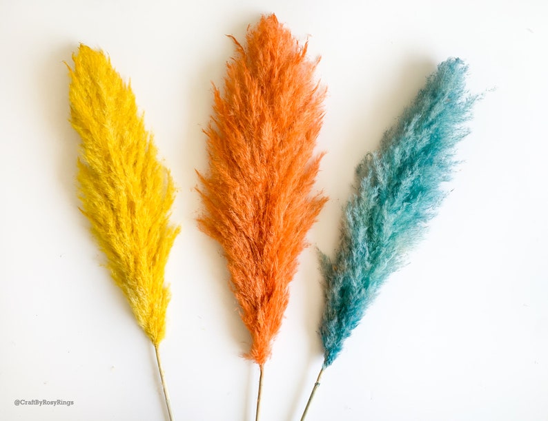 Dyed Pampas Pampas Pampas Grass Pampas Grass Etsy