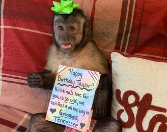 Custom Monkey Greeting Cards