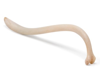 Raccoon Baculum- Extra Large Raccoon Baculume Bone, 5+ inches!