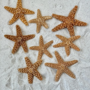 Sugar Starfish Seashells 2 1/2 - 3 1/2&quot;, Craft Sugar Starfish, Beach Wedding Favors, Nautical Decor Sugar Starfish