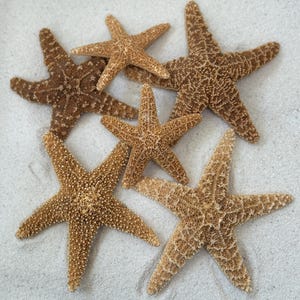 Sugar Starfish Seashells 4&quot;- 5.5” [1 Starfish], Nautical Decor Sugar Starfish, Beach Wedding Favors, Craft Sugar Starfish