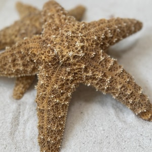 Sugar Starfish Seashells 8” [1 Starfish], Nautical Decor Sugar Starfish, Beach Wedding Favors, Craft Sugar Starfish