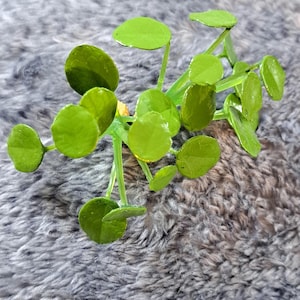 Miniverse Plant - Etsy