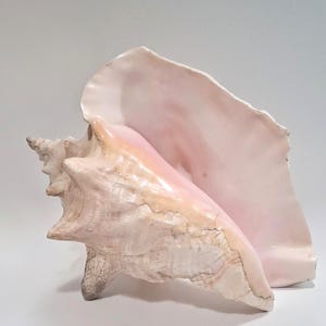 May include: A large queen conch shell featuring a textured, off-white exterior with a smooth, glossy interior that transitions from a soft peach to a pale pink hue. The shell has a spiral apex and a wide, flared lip with a natural, organic shape.