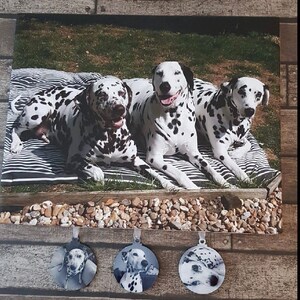 May include: Three dalmatian dogs are lying on a black and white striped bed. The dogs are all looking at the camera. The bed is on a green grassy lawn.