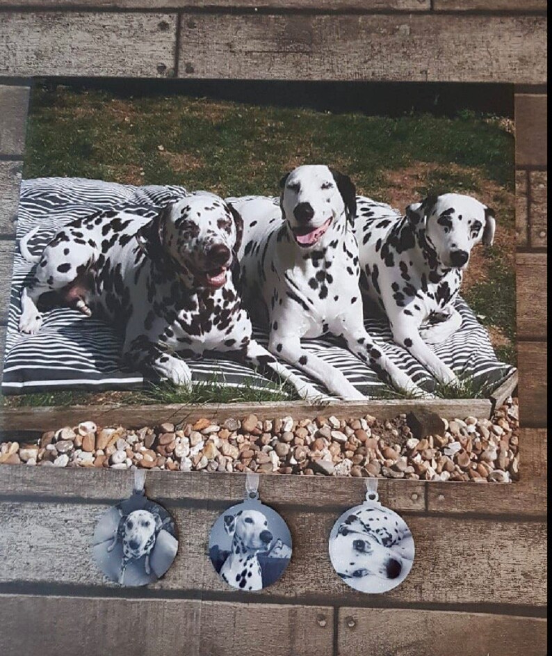 May include: Three dalmatian dogs are lying on a black and white striped bed. The dogs are all looking at the camera. The bed is on a green grassy lawn.