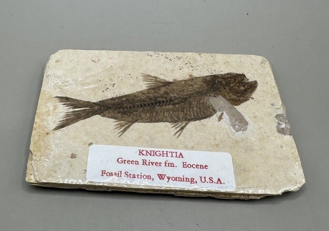 Knightia Eocaena Fossil Fish Green River WY - Etsy