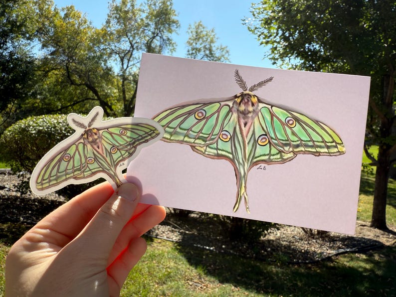 Luna Moth - 3" Vinyl Sticker and Photo Print - Etsy