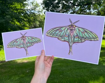 Luna Moth - Professioneller Kartondruck