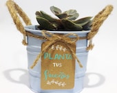 Canned cactus, indoor succulents