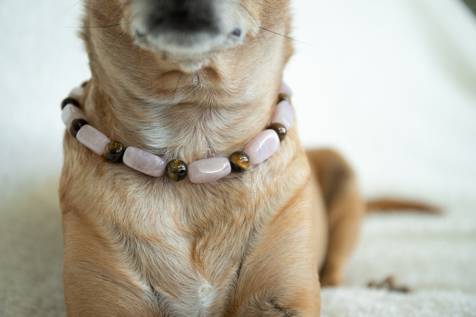 Healing Crystal Dog Collar Healing Crystals for Pets Etsy