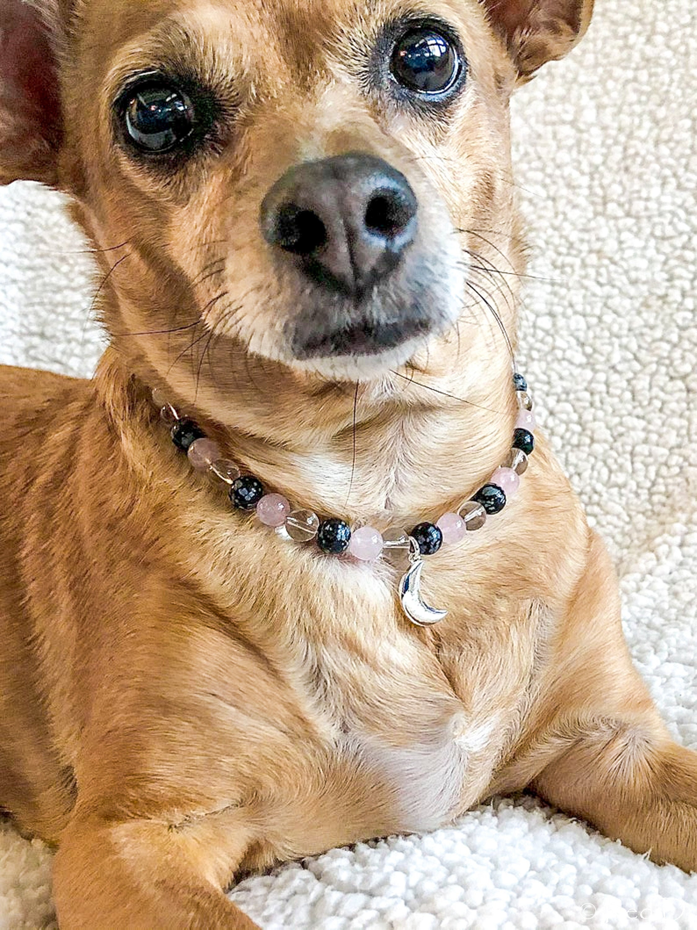 crescent moon cat collar