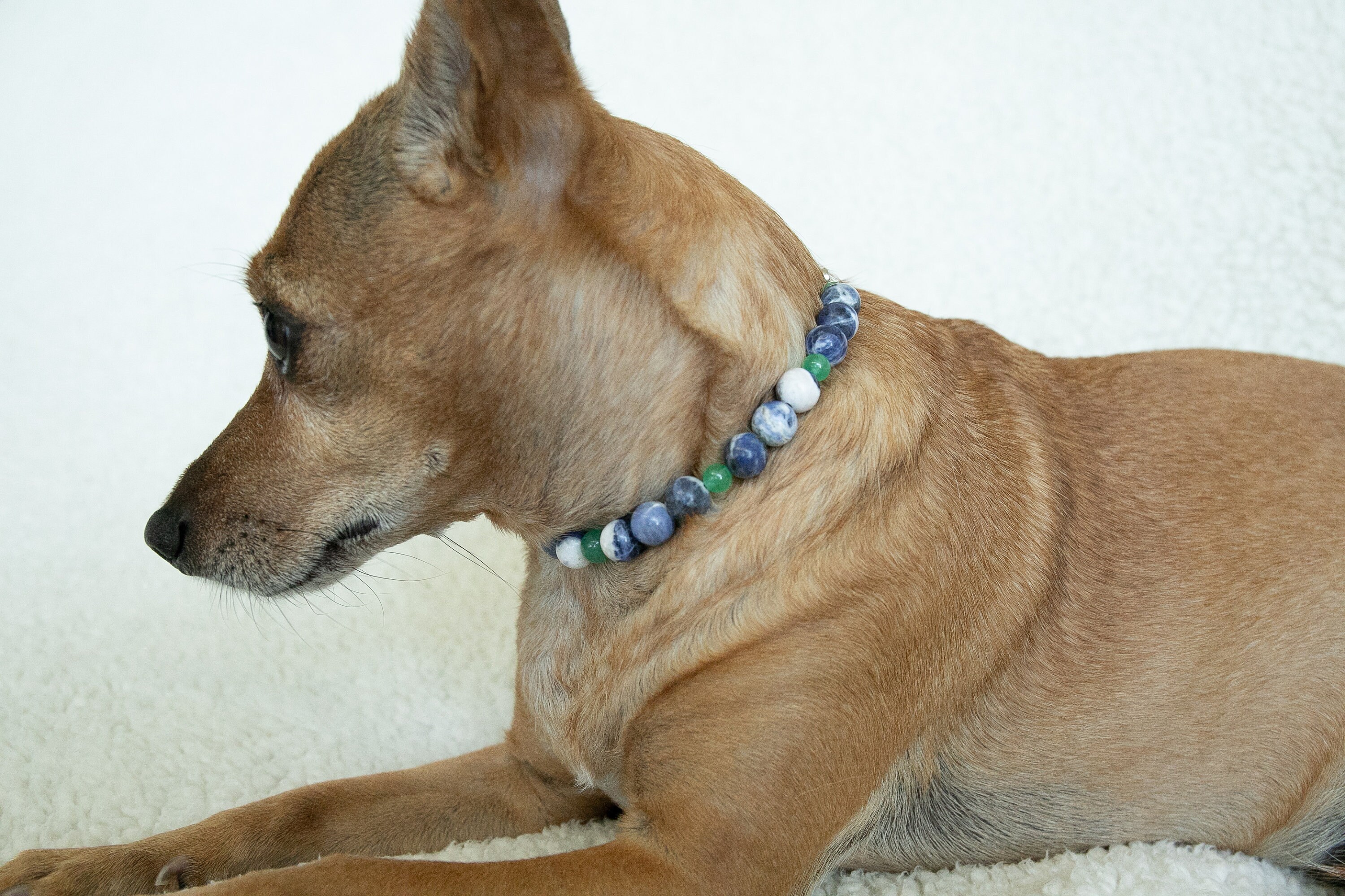 Healing Crystal Dog Collar Healing Crystals for Pets Etsy