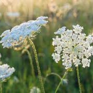 Pressed flower earrings in resin, Queen Anne's Lace image 7