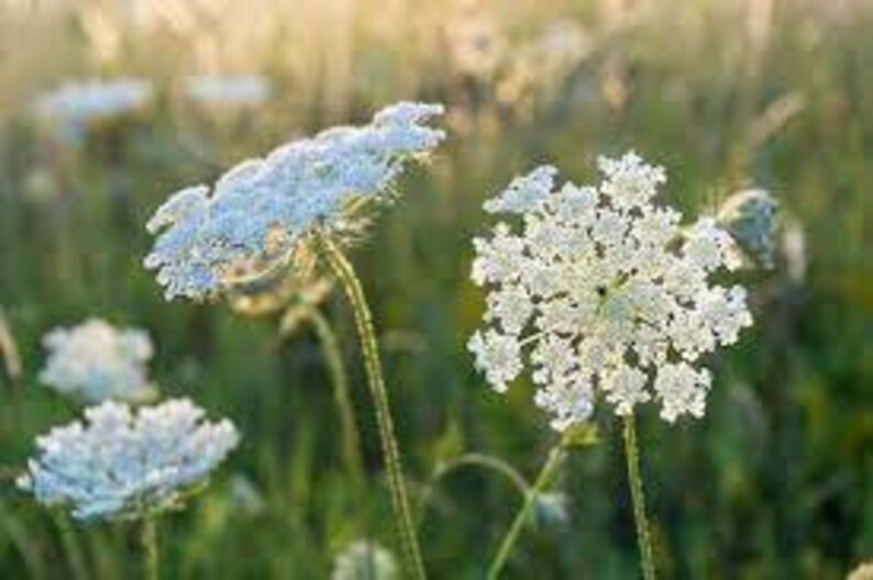 Pressed flower earrings in resin, Queen Anne's Lace image 7