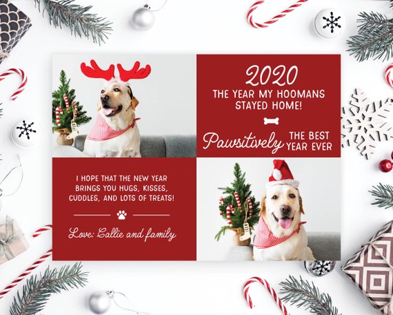 dog christmas card sayings