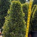 Eugenia Cone Shaped Topiary Live Plant in 10 Inch Pot Eugenia Globulus