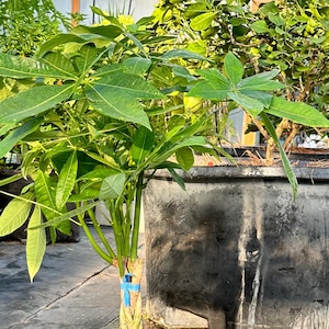 Pachira Aquatica Money Prosperity Tree Large live plant Thick Braid 38" tall Interior Design quality 10" pot.