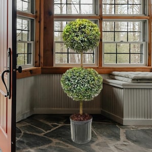 Eugenia 2 Ball Topiary TALL Live Plant in 10 Inch Pot Elegant and Beautifully Pruned Indoor Outdoor Patio Décor Interior Design quality