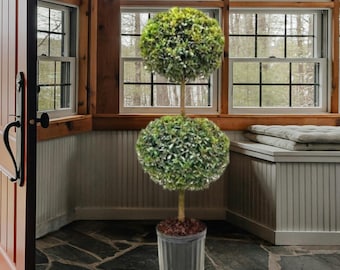 Eugenia Topiario de doble esfera alto Planta viva en una maceta 10 pulgadas Eugenia Globulus Topiario aire libre y patios, bellamente podado