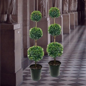 2 Eugenia Topiaries 3 Ball Live Plants in 10&quot; Pots Elegant Topiary Beautifully Pruned Topiary Patios & Outdoor Décor Interior Design quality