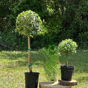 May include: Two small topiary trees with rounded green foliage and thin brown trunks, each planted in a black plastic nursery pot. The pots are placed on two stacked circular wooden slices of varying heights, creating a tiered display.
