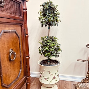 Eugenia Topiary 2 Ball Potted Live Plant in 7 inch pot, Elegant Indoor Decor