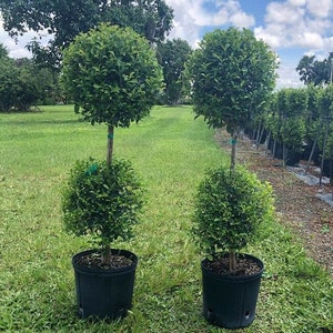 2 Eugenia Topiary 2 Ball Live Plants in 10&quot; Pots Elegant Topiary Beautifully Pruned Topiary Patios & Outdoor Décor Interior Design quality