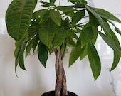 Money Tree Braid Pachirra Aquatica live plant in a 5 inch grower 39 s pot. Rare braided trunks planta para interior. Plantes d 39 intérieur.