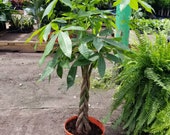 Money Tree Braid Pachira Aquatica Large live plant in 10 quot grower 39 s pot. Rare braided trunks. Planta buena suerte. Plantes d 39 intérieur.