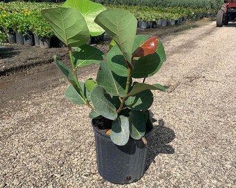 Sea Grape Tree Etsy Sea Grape Tree Etsy