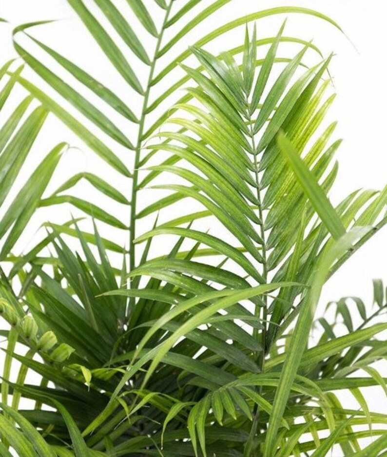 Majesty Palm Tree Large live Ravenea plant in 10 inch Etsy Majesty Palm Tree Large live Ravenea plant in 10 inch Etsy