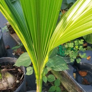 Green Malaysian Baby Coconut Dwarf Tree Sprouted Seedling , (Cannot ship to: CA, HI, AK) well rooted