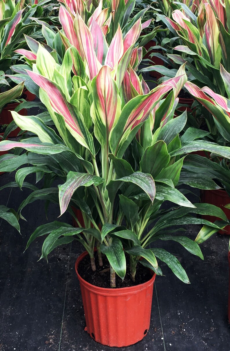 Cordyline Sherbert Hawaiian Ti indoor live plant grown in